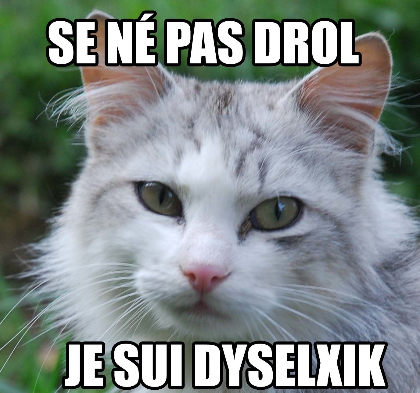 Chat yerres